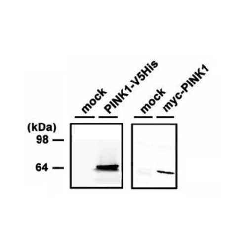 PINK1 antibody