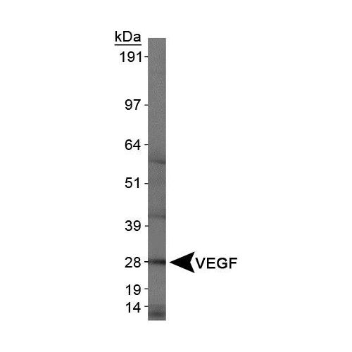 VEGF antibody (VG1)