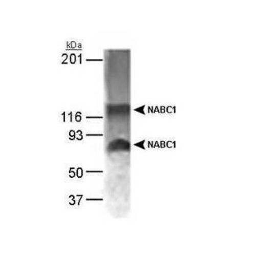 Breast carcinoma-amplified sequence 1 antibody