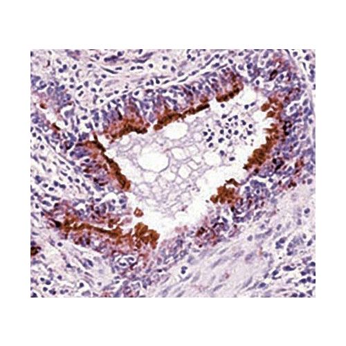 Tubulin alpha-1A chain antibody