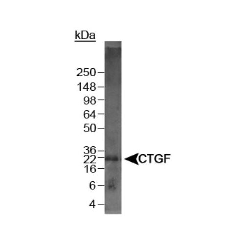 CTGF antibody