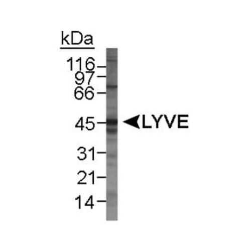 Lymphatic vessel endothelial hyaluronan receptor 1 (LYVE1) antibody