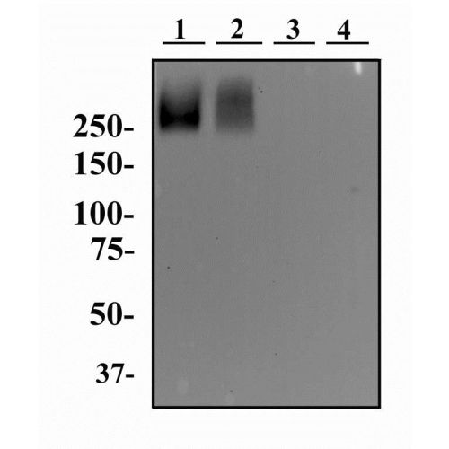 TRA-1-60 antibody