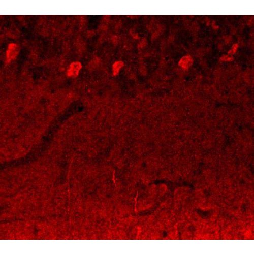 NOTCH3 antibody