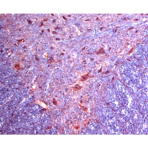 Alpha 2c Adrenergic Receptor antibody