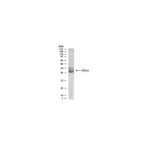 COP9 signalosome complex subunit 2 antibody