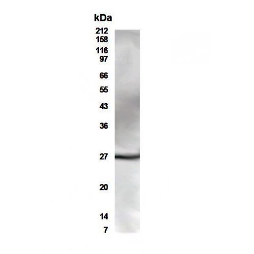 CD28 antibody