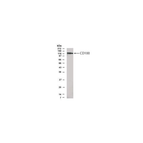 SEMA4D antibody