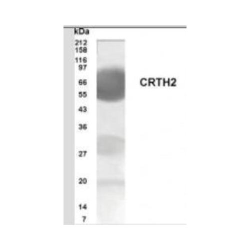 GPR44 antibody
