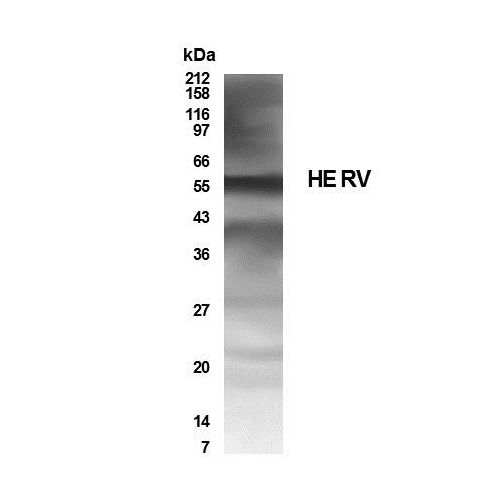 HERV antibody