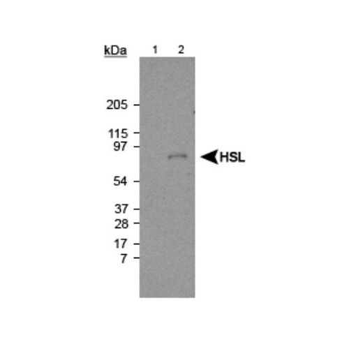 Hormone-Sensitive Lipase (HSL) antibody