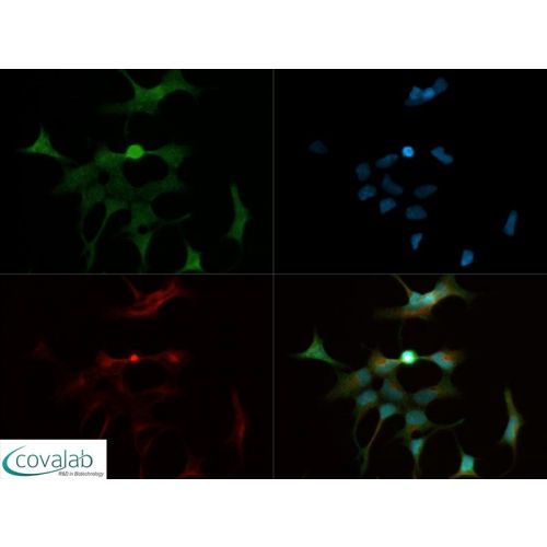 Glucose transporter type 1 (GLUT1) antibody