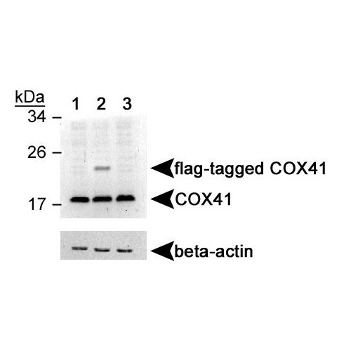 Cytochrome c oxidase polypeptide IV antibody