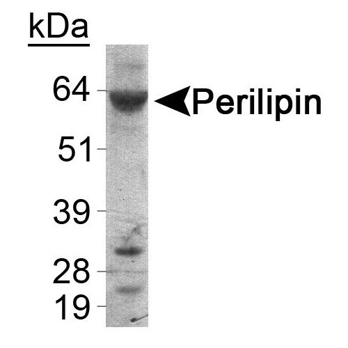 Perilipin antibody