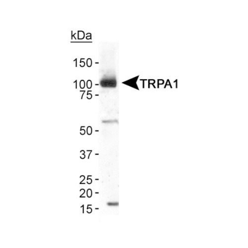 Transient receptor potential cation channel subfamily A member 1 (TRPA1) antibody