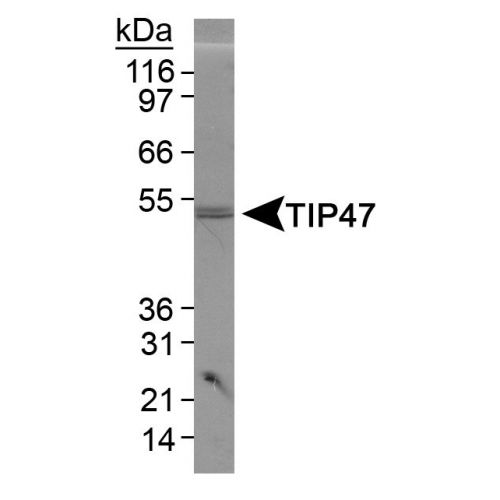 Tail-Interacting Protein of 47 kDa (TIP47) antibody