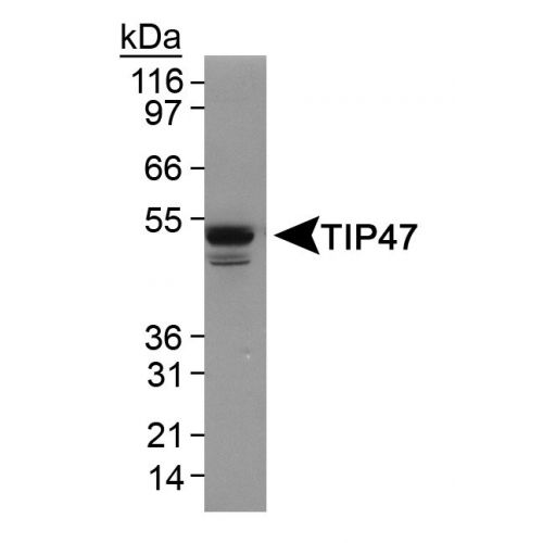 Tail-Interacting Protein of 47 kDa (TIP47) antibody