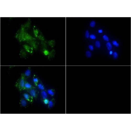 CD11b/c antibody