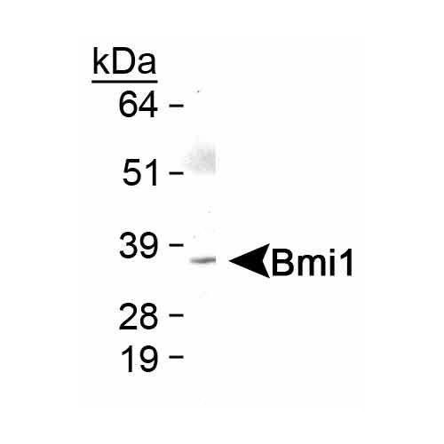 Polycomb complex protein BMI-1 antibody
