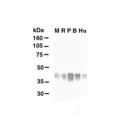 Glutamine Synthetase antibody