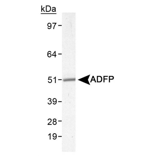 Perilipin-2 antibody