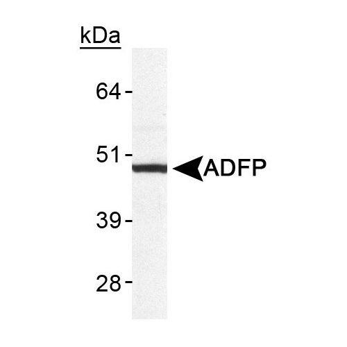 Perilipin-2 antibody