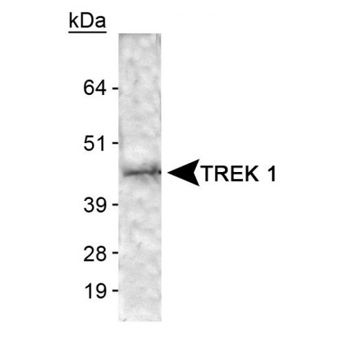 TREK 1 antibody