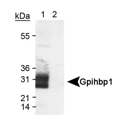 GPIHBP1 antibody