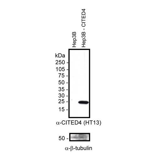Cbp/p300-interacting transactivator 4 antibody
