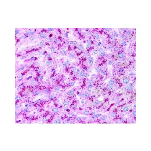 ATG5 antibody