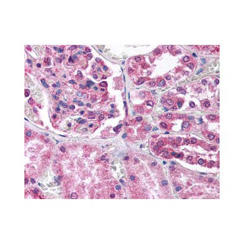 Dynamin-1-like protein antibody