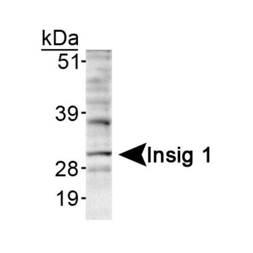 Insig1 antibody