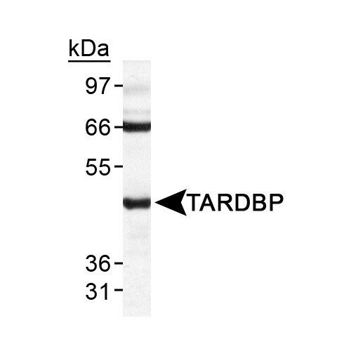 TARDBP antibody