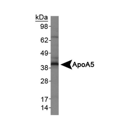 Apolipoprotein A5 antibody (1G5G9)