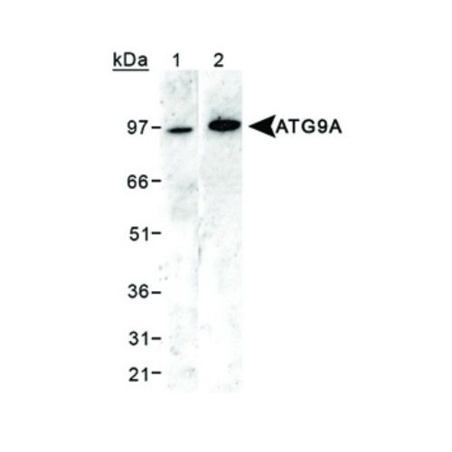 ATG9A antibody