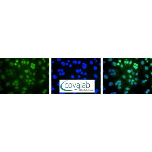 TRF2 antibody