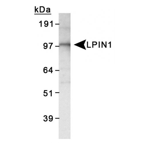 LPIN1 antibody