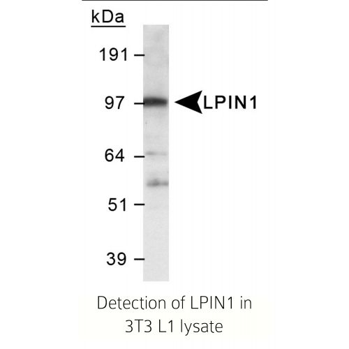 LPIN1 antibody