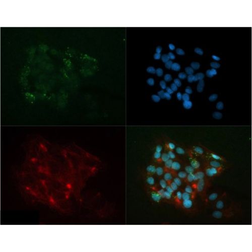 Apolipoprotein A5 antibody (4H8H8E2)