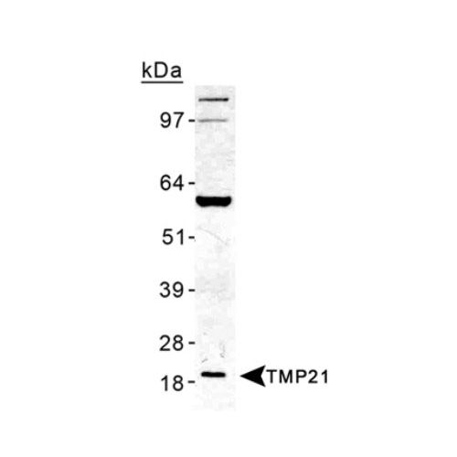 TMP21 antibody