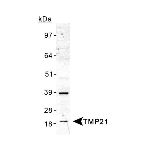 TMP21 antibody