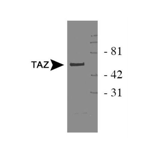 TAZ antibody
