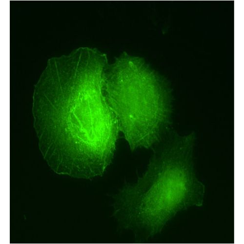 AMOT antibody