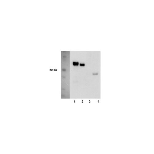 CK II alpha antibody (13B5)