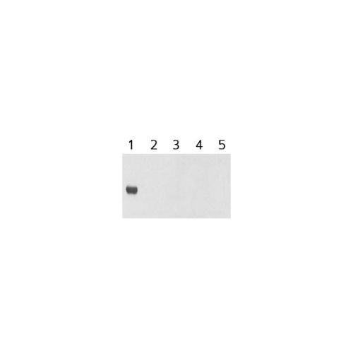 Transglutaminase-4 antibody (1C6)