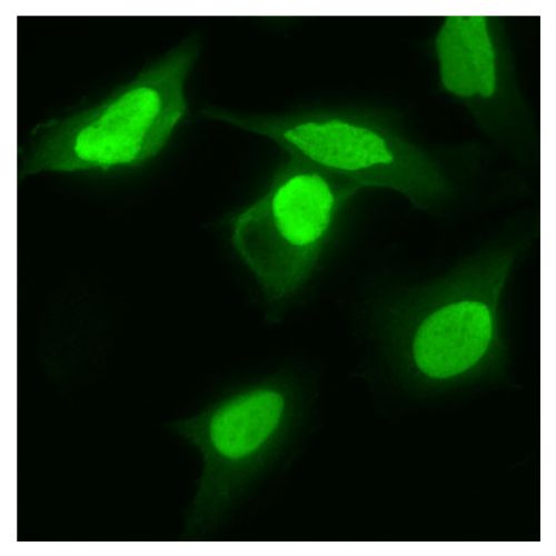 TEAD-4 antibody