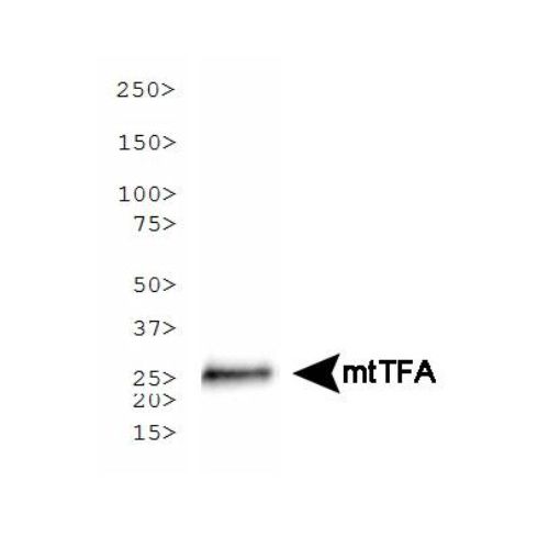 mtTFA antibody (18G102B2E11)