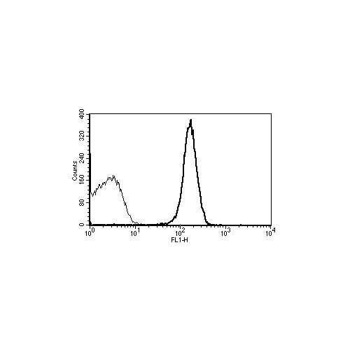 CD31 antibody (B-B38)