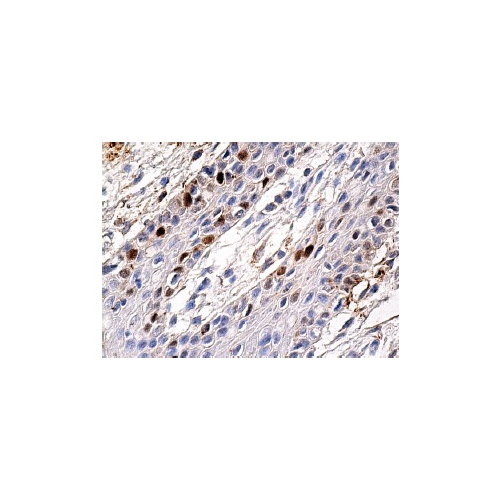 p53 antibody (B-P3)