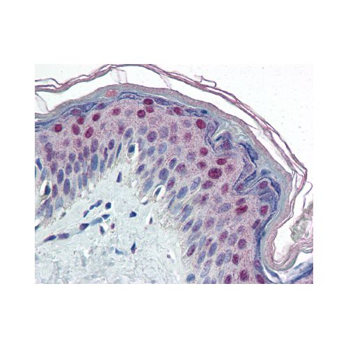 C/EBP Beta / CEBPB antibody (47A1)